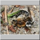 Andrena barbilabris - Sandbiene 09a Paarung 10mm OS-Wallenhorst-Waldlichtung.jpg
